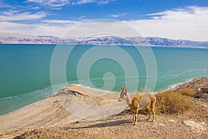 Ein Gedi is an oasis in the desert and a green Garden of Eden in the wilderness photo